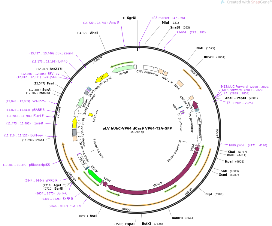 pLV hUbC-VP64 dCas9 VP64-T2A-GFP质粒图谱